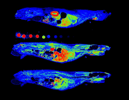 AUTORADIOGRAPHY bi ia7 1 Fond Noir