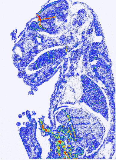 Produit image 15 blue embryo